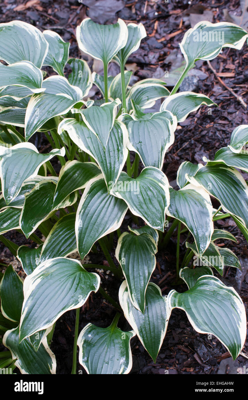 Hosta Mountain Sunrise Stock Photo