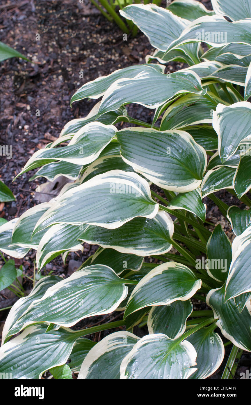 Hosta Mountain Sunrise Stock Photo