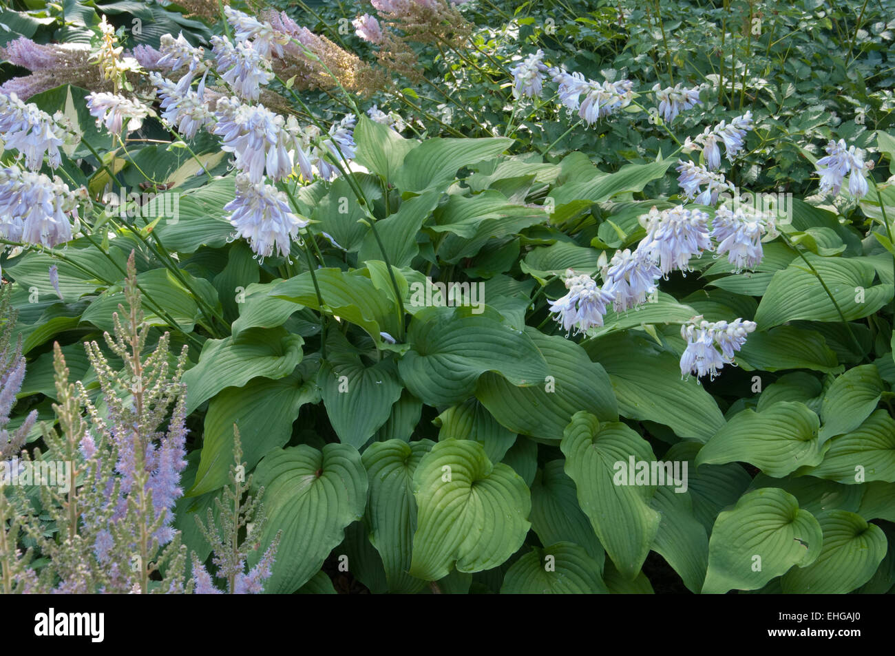 Hosta Nakaimo Stock Photo