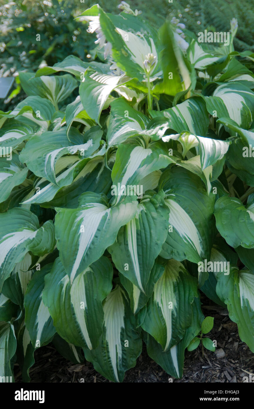 Hosta Night Before Christmas Stock Photo