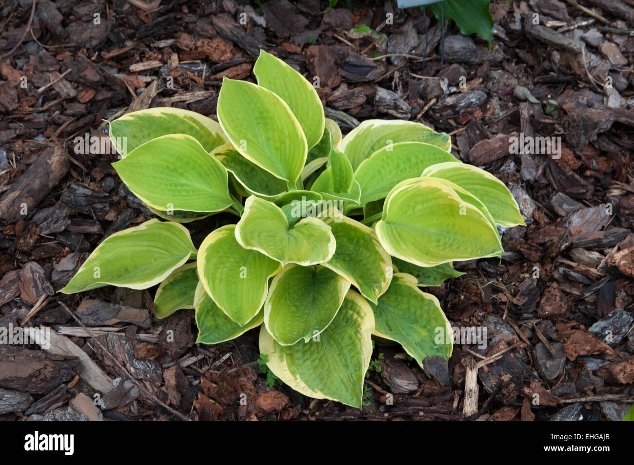 Hosta Orange Crush Stock Photo