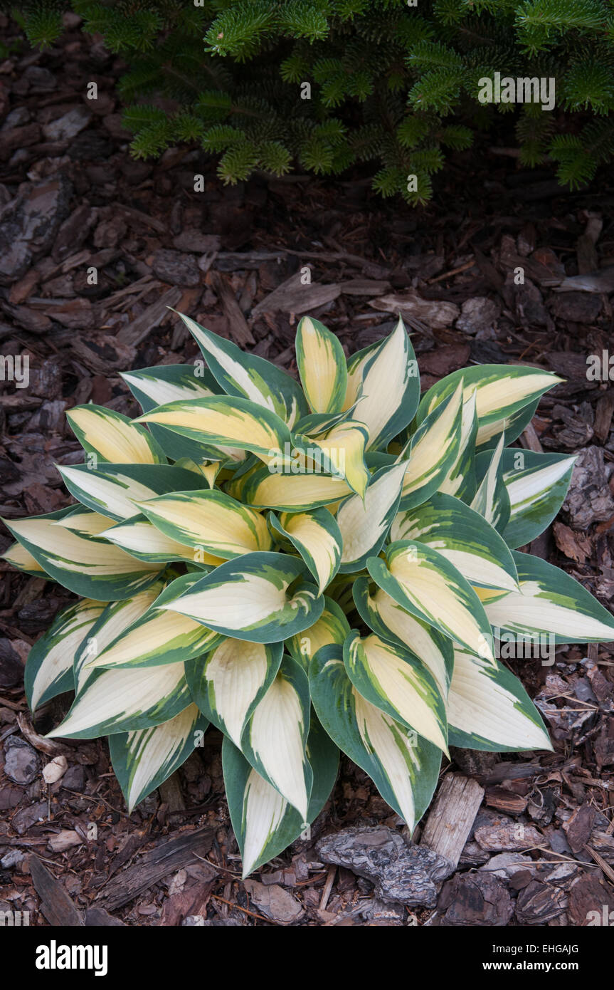 Hosta Remember Me Stock Photo Alamy