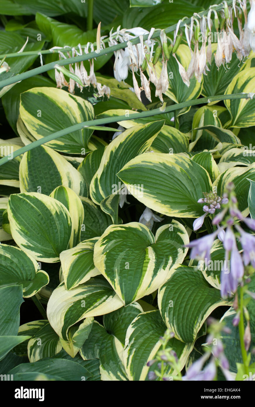 Hosta Splish Splash Stock Photo