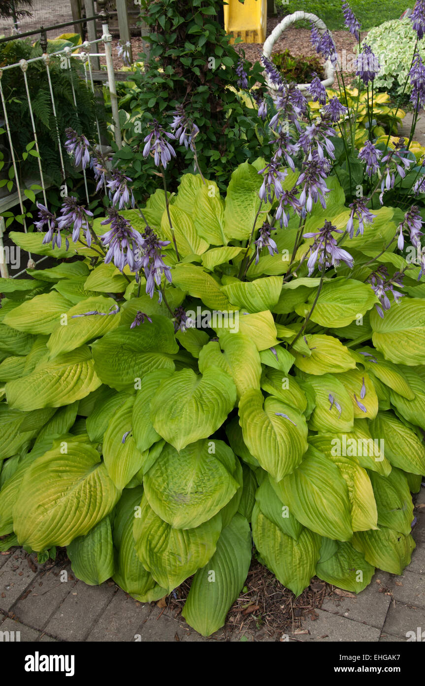 Hosta cv hires stock photography and images Alamy