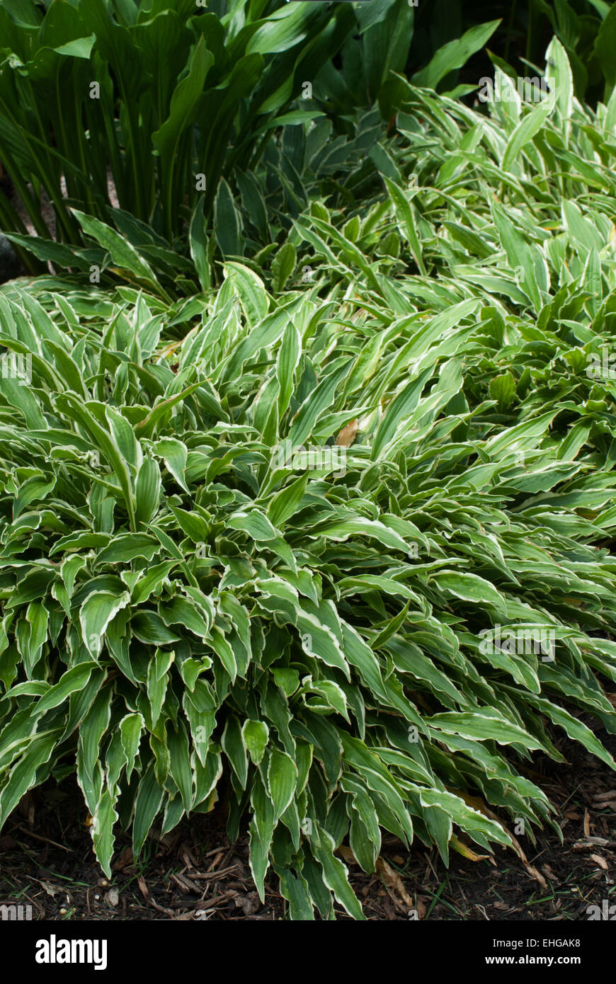 Hosta Stilletto Stock Photo