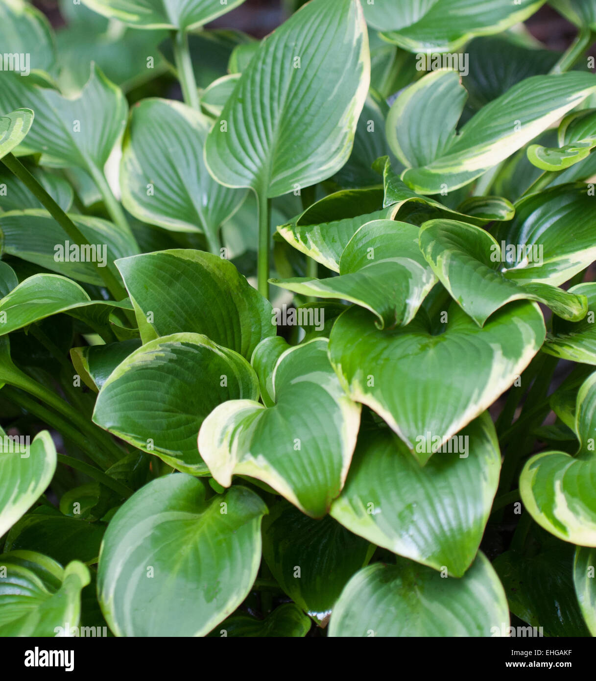Hosta Toy Soldier Stock Photo