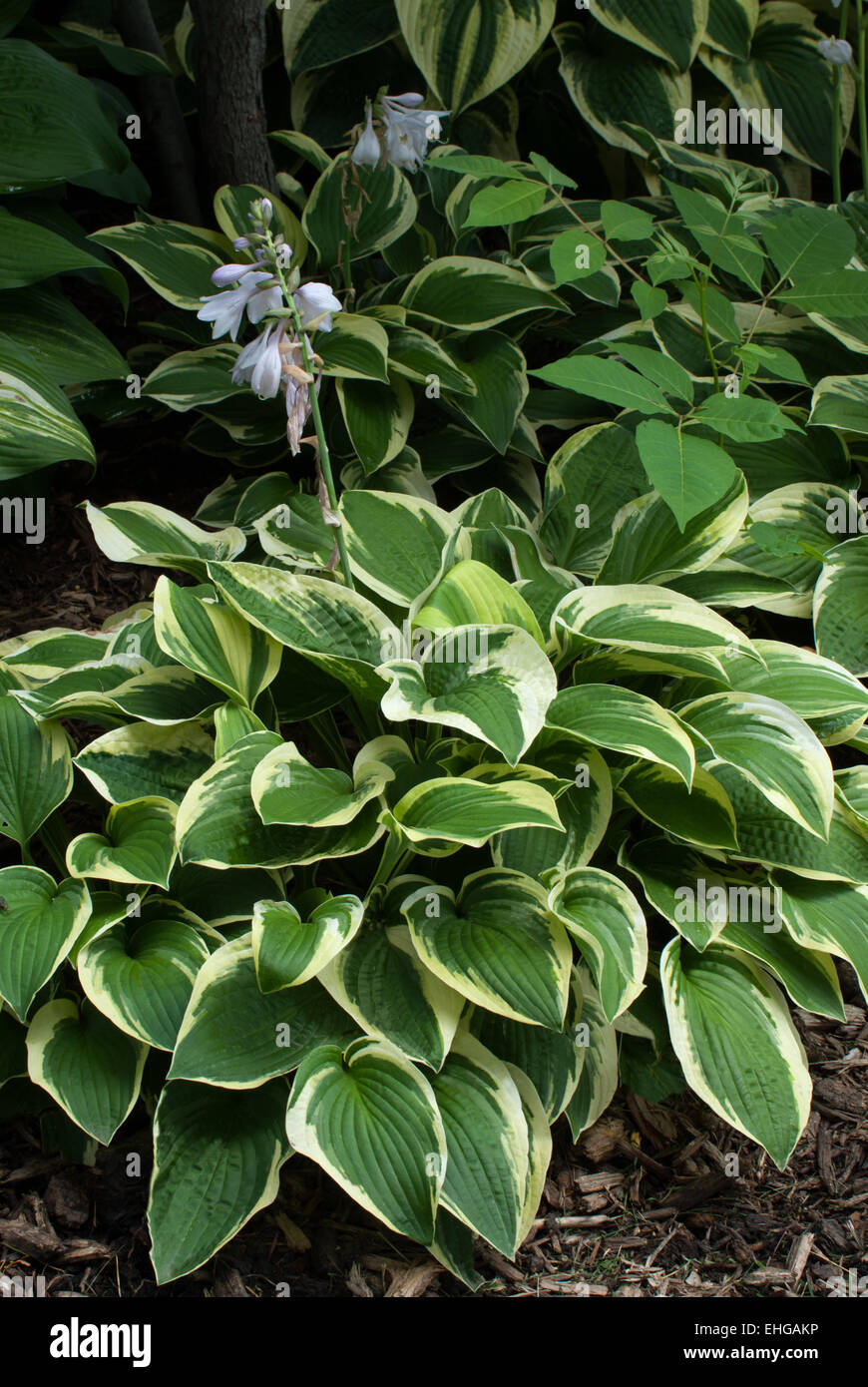 Hosta Wide Brim Stock Photo