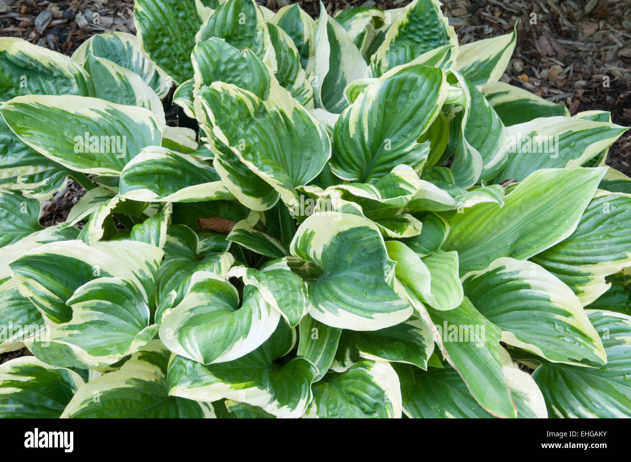 Hosta Wintergreen Stock Photo