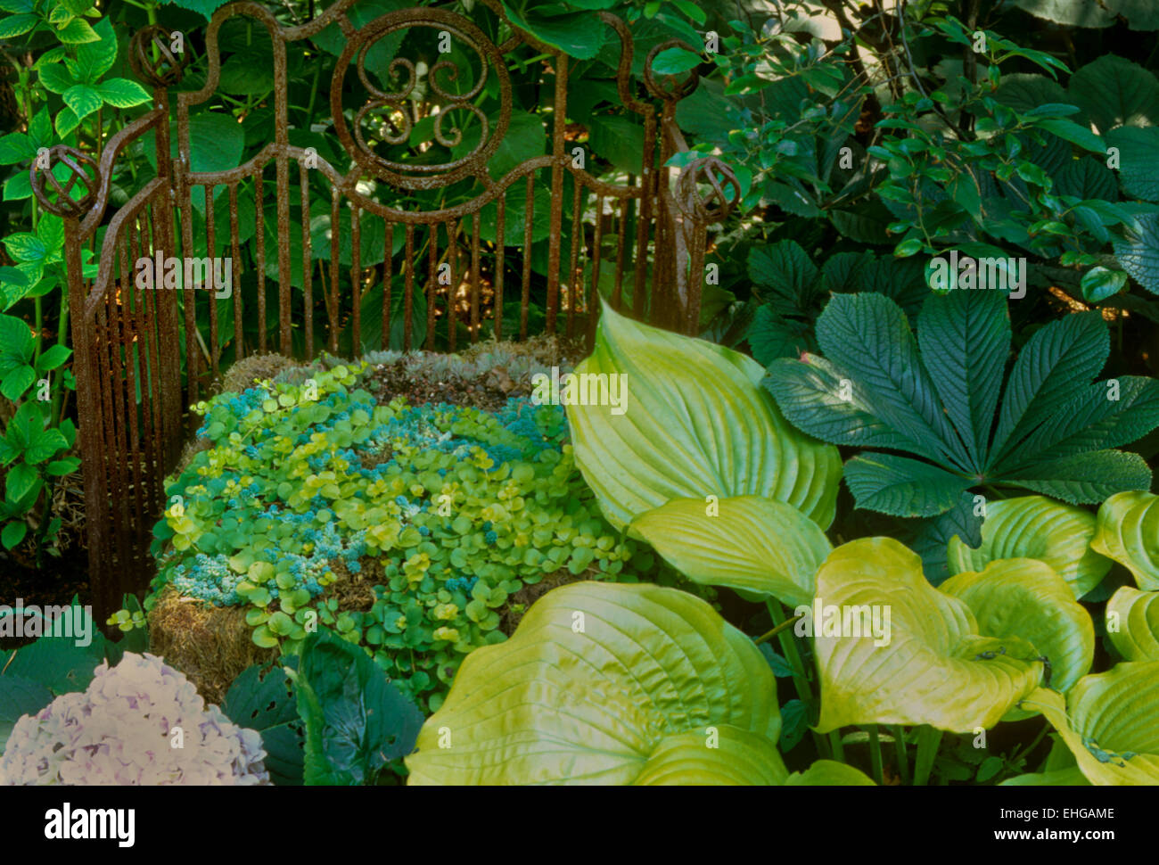 Steel Grate with Lysimachia , Hosta, and Rodgersia in Shade Garden Stock Photo