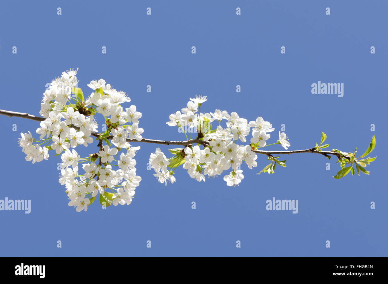Cherry blossom branch Stock Photo Alamy