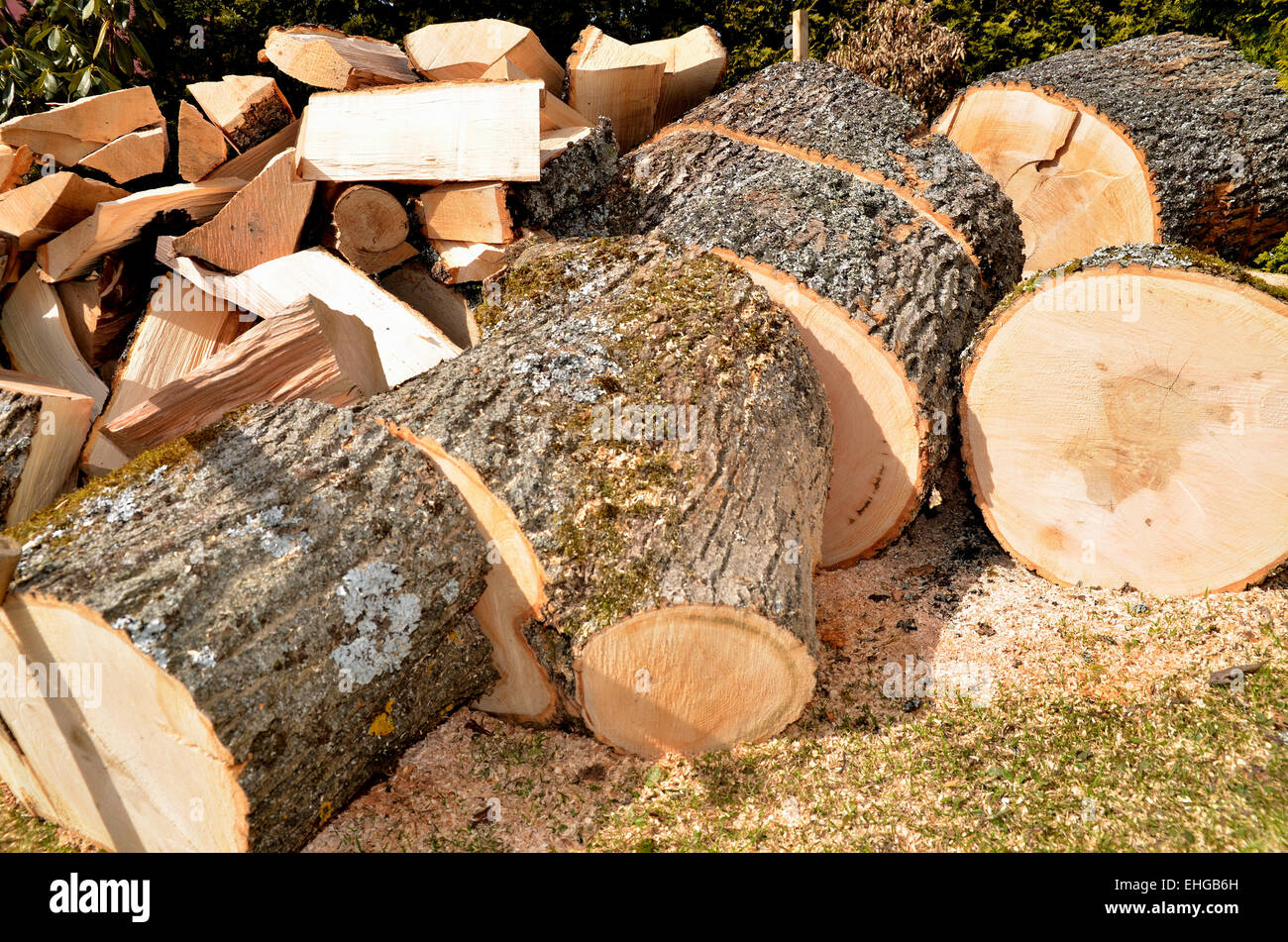 Cut ash tree logs fraxinus hi-res stock photography and images - Alamy