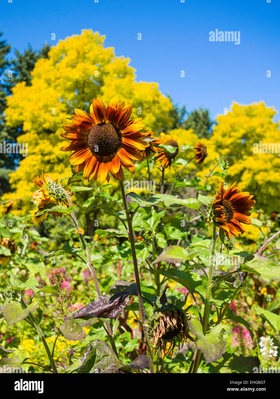 Sunflowers at Alma Van Dusen Garden, Van Dusen Botanical Garden, Vancouver, BC, Canada Stock