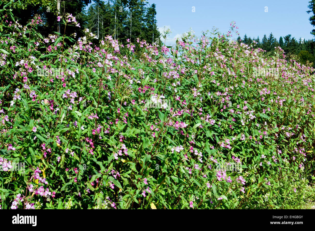 Indisches Springkraut / Himalayan Balsam Stock Photo