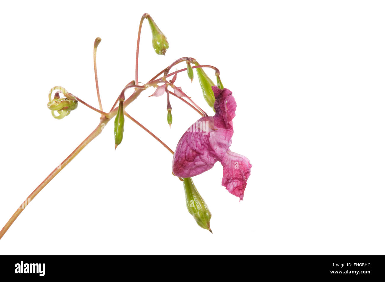 Indisches Springkraut / Himalayan Balsam Stock Photo