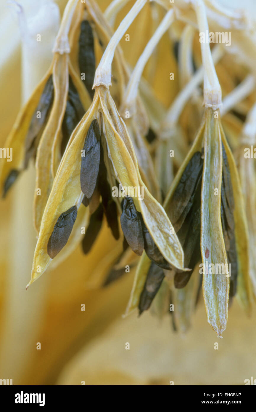 Hosta Seeds, hosta seed pod opening Stock Photo Alamy