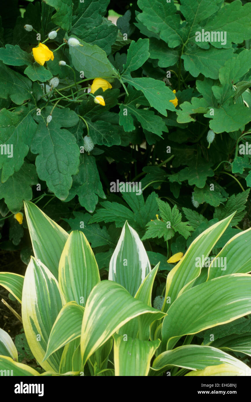 Stylophorum diphyllum , Celadine Poppy and hosta in shade garden eastern North America Stock Photo