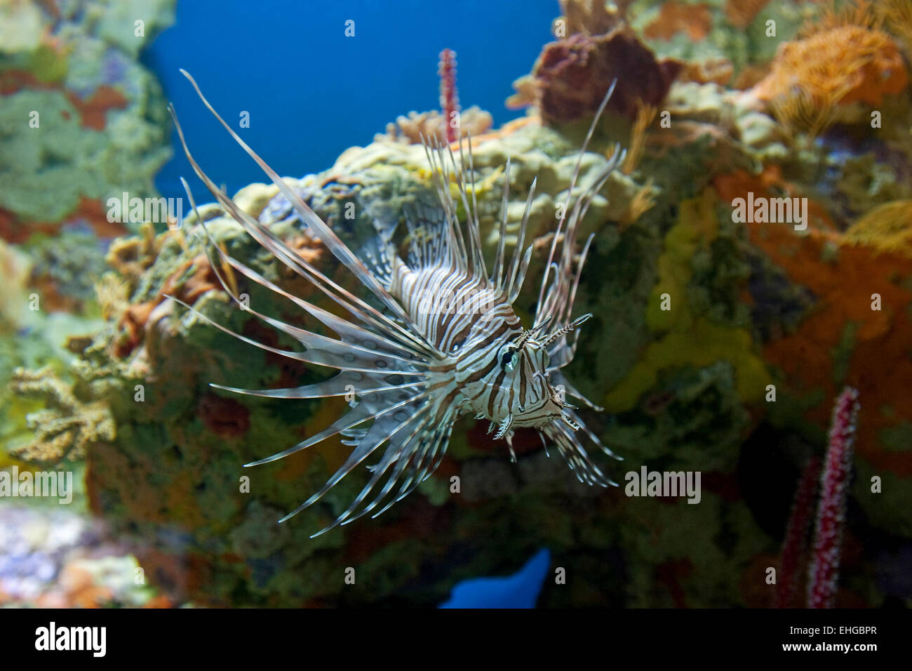 Venomous Lionfish in aquarium, Pterois Stock Photo
