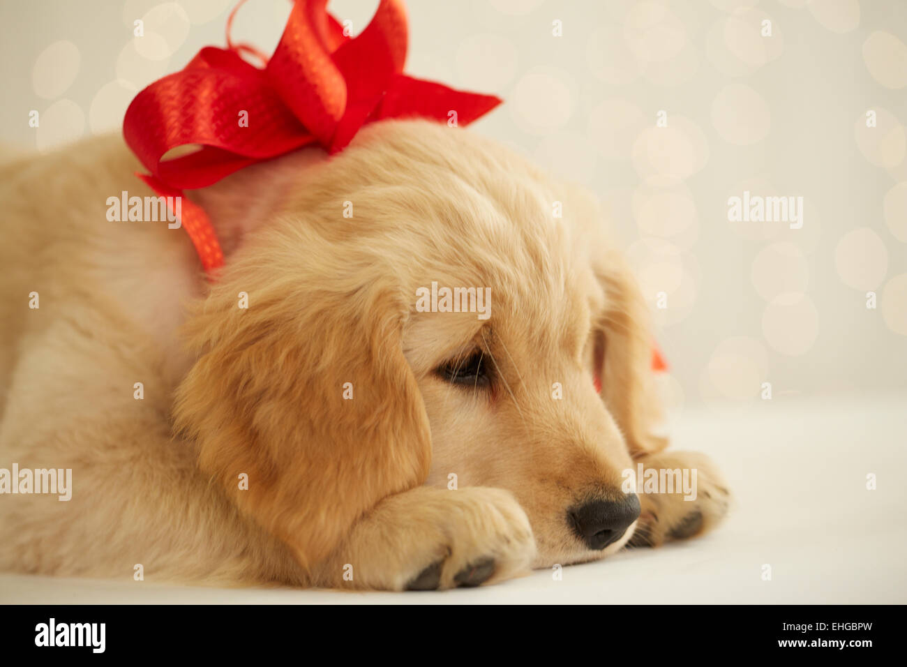 Golden Retriever Puppy with Red Bow Stock Photo - Alamy