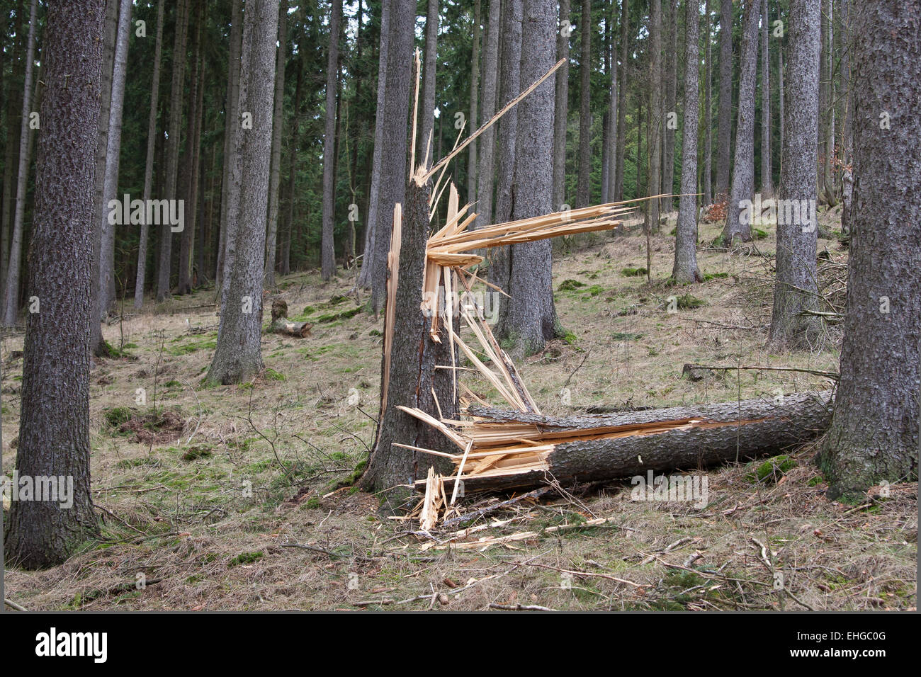 Deadfall hires stock photography and images Alamy