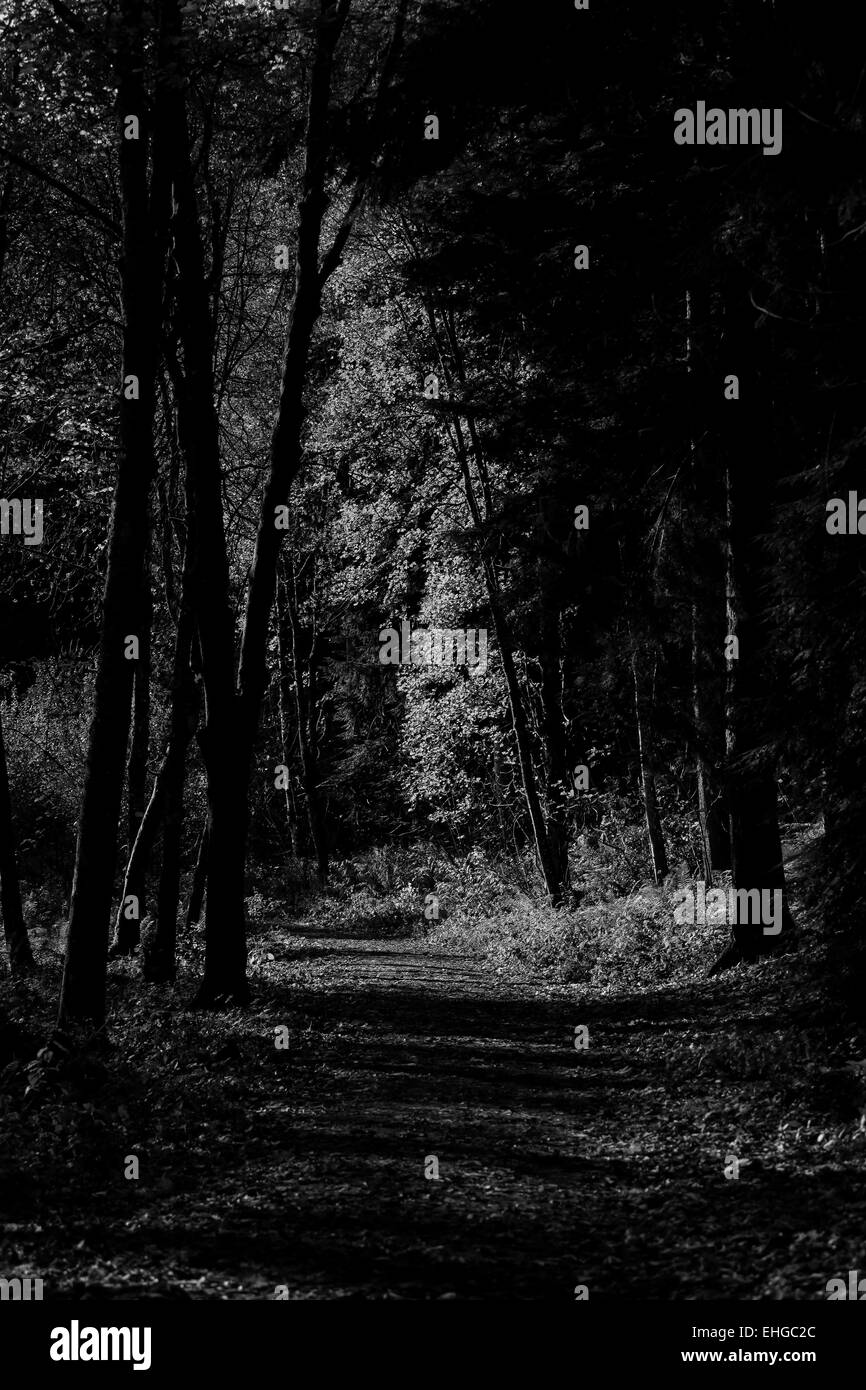 Black and white photograph of a path lined with trees Stock Photo - Alamy