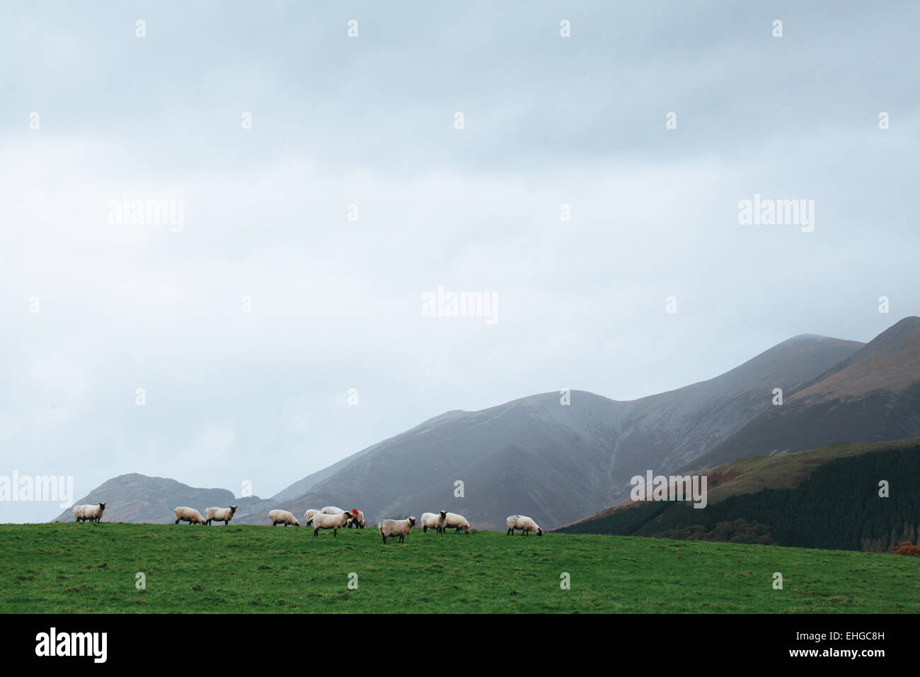 Sheep in field with mountains behind in the Lake District Stock Photo ...