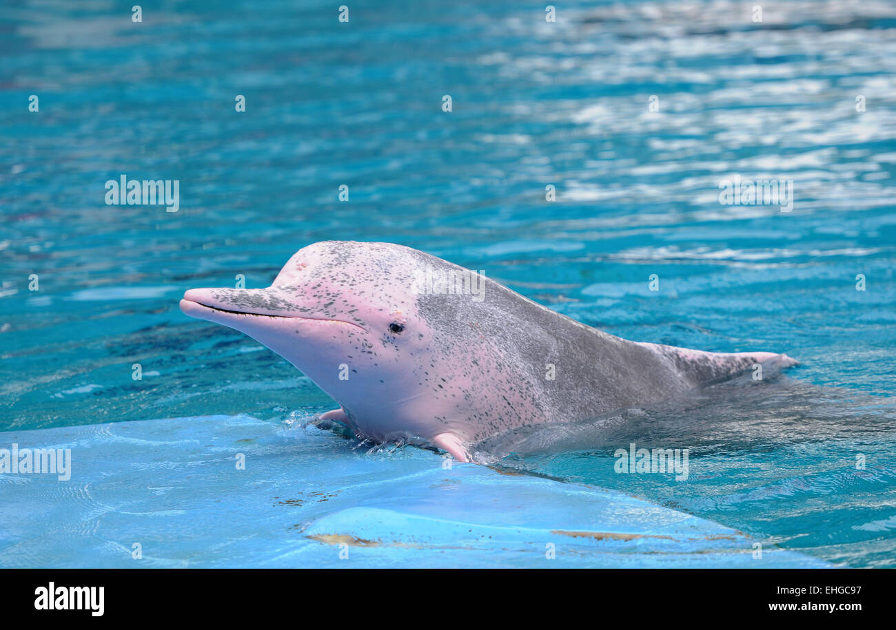 Rosafarbene Delphine / Pink dolphins Stock Photo - Alamy