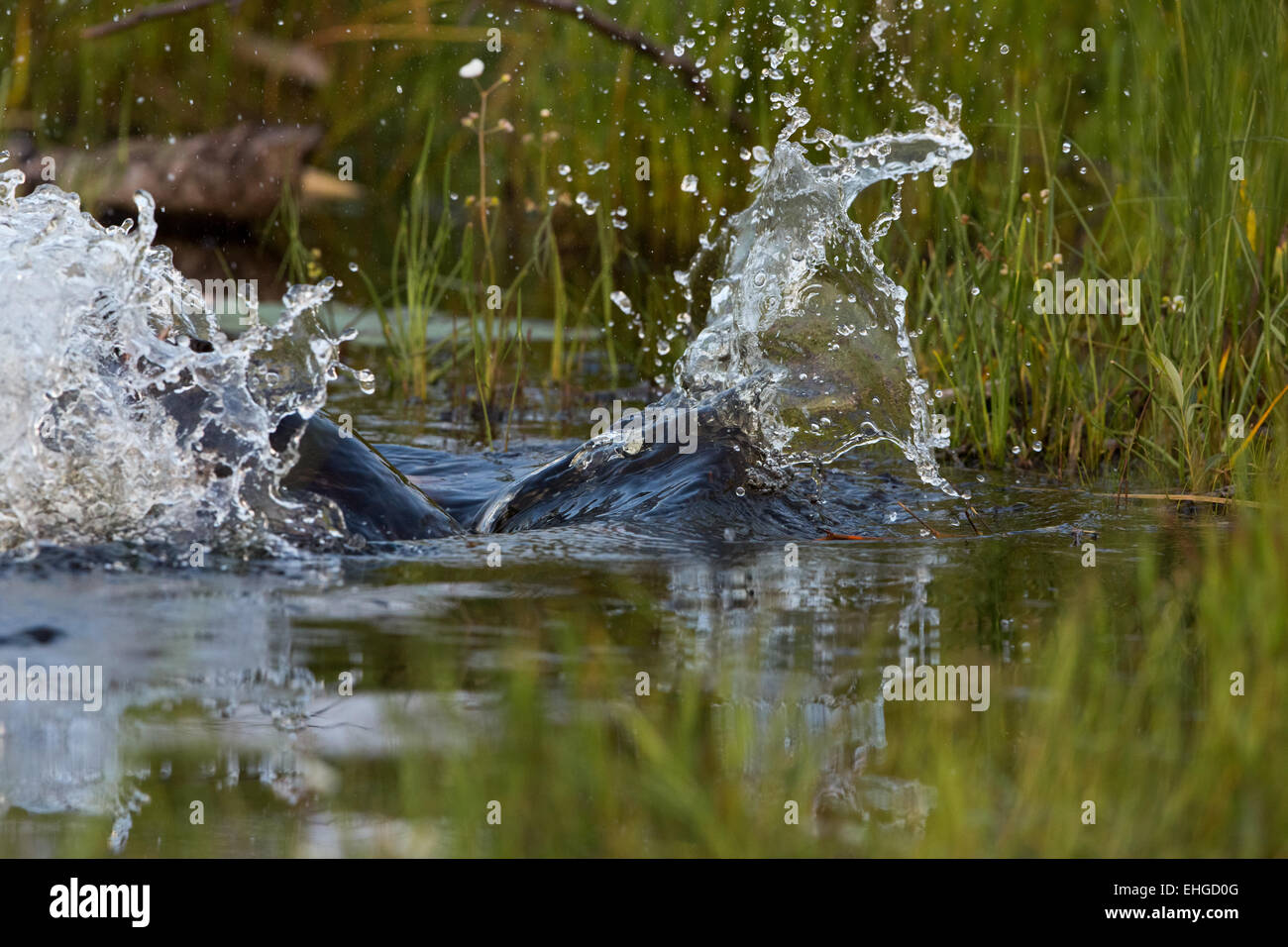 Beaver slapping tail hires stock photography and images Alamy
