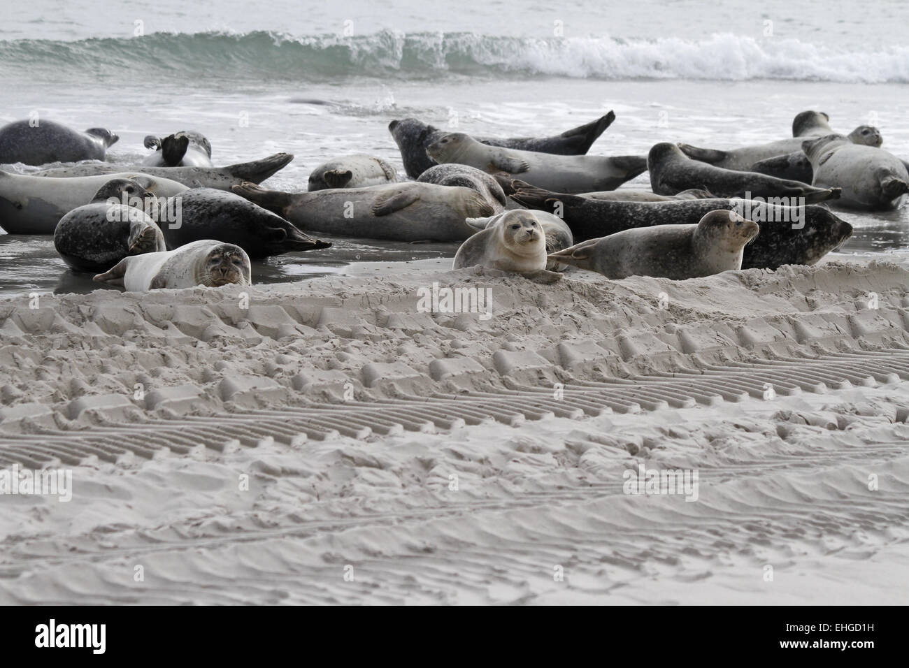 colony of grey seals, Helgoland, Germany Stock Photo Alamy