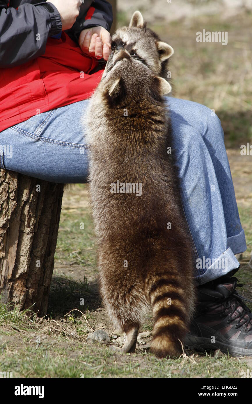 Common Raccoons Stock Photo
