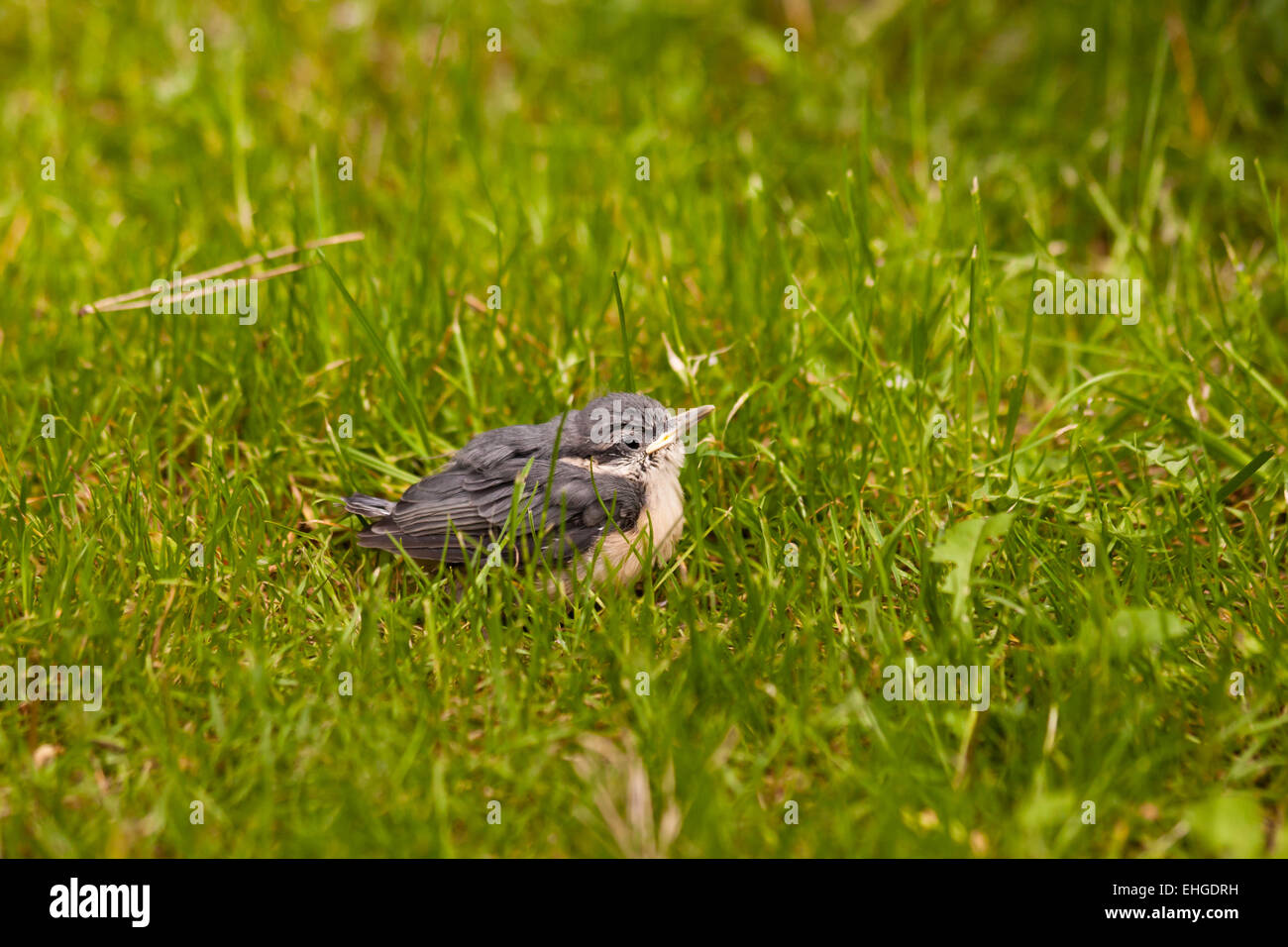 Young Nuthatch Stock Photo