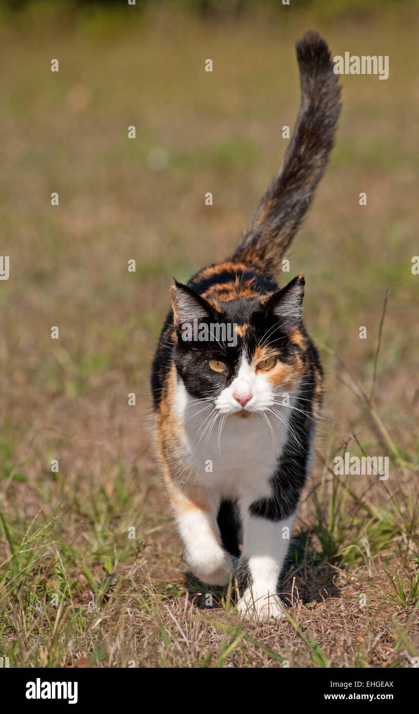 Tri-colored calico cat running towards the viewer with her tail confidently up high Stock Photo