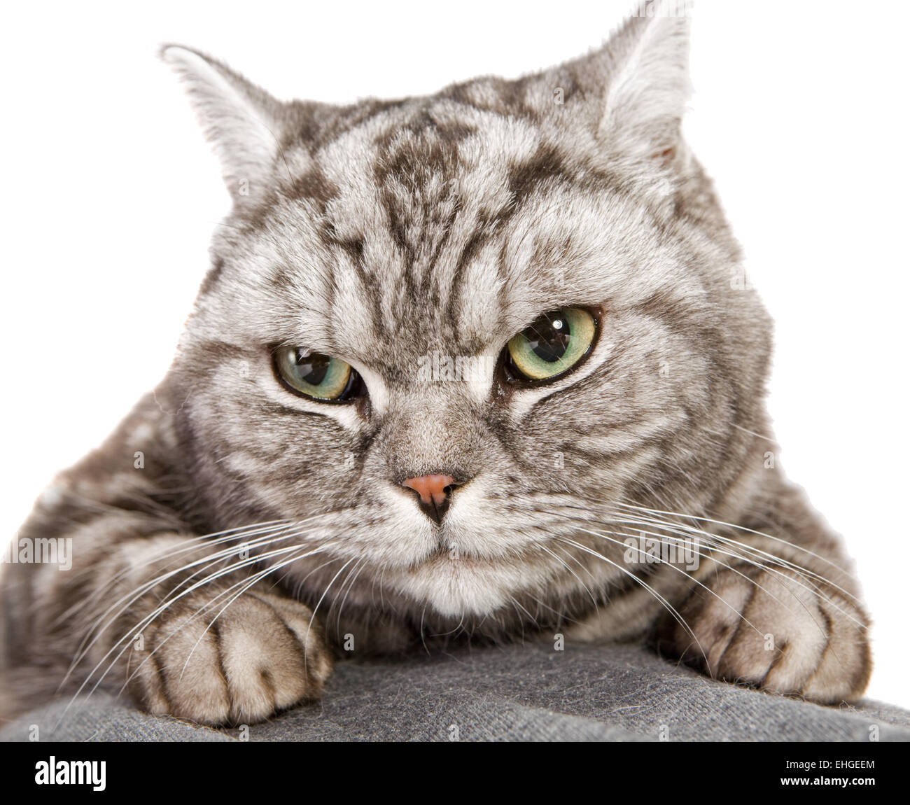 beautiful british shorthair cat Stock Photo
