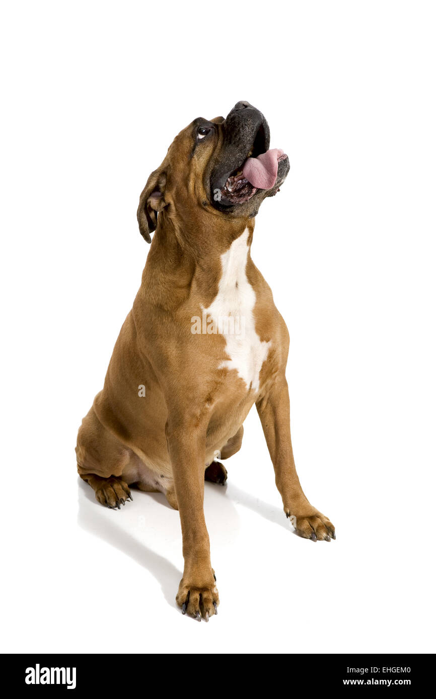 adult Boxer of white background Stock Photo