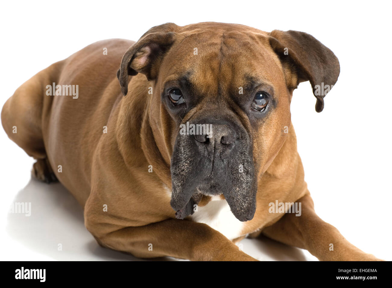 adult Boxer of white background Stock Photo