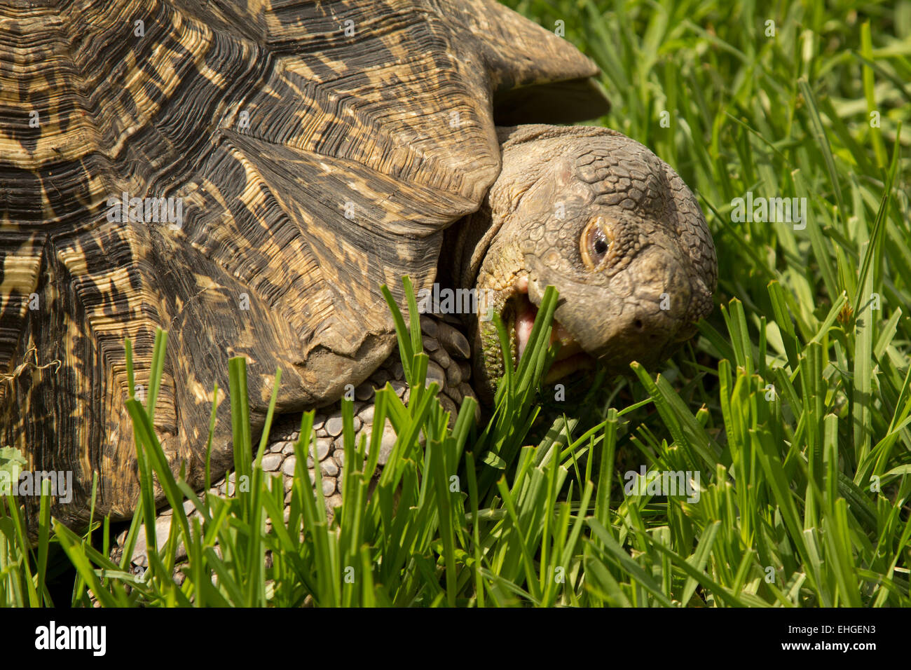 A turtle eating grass Stock Photo