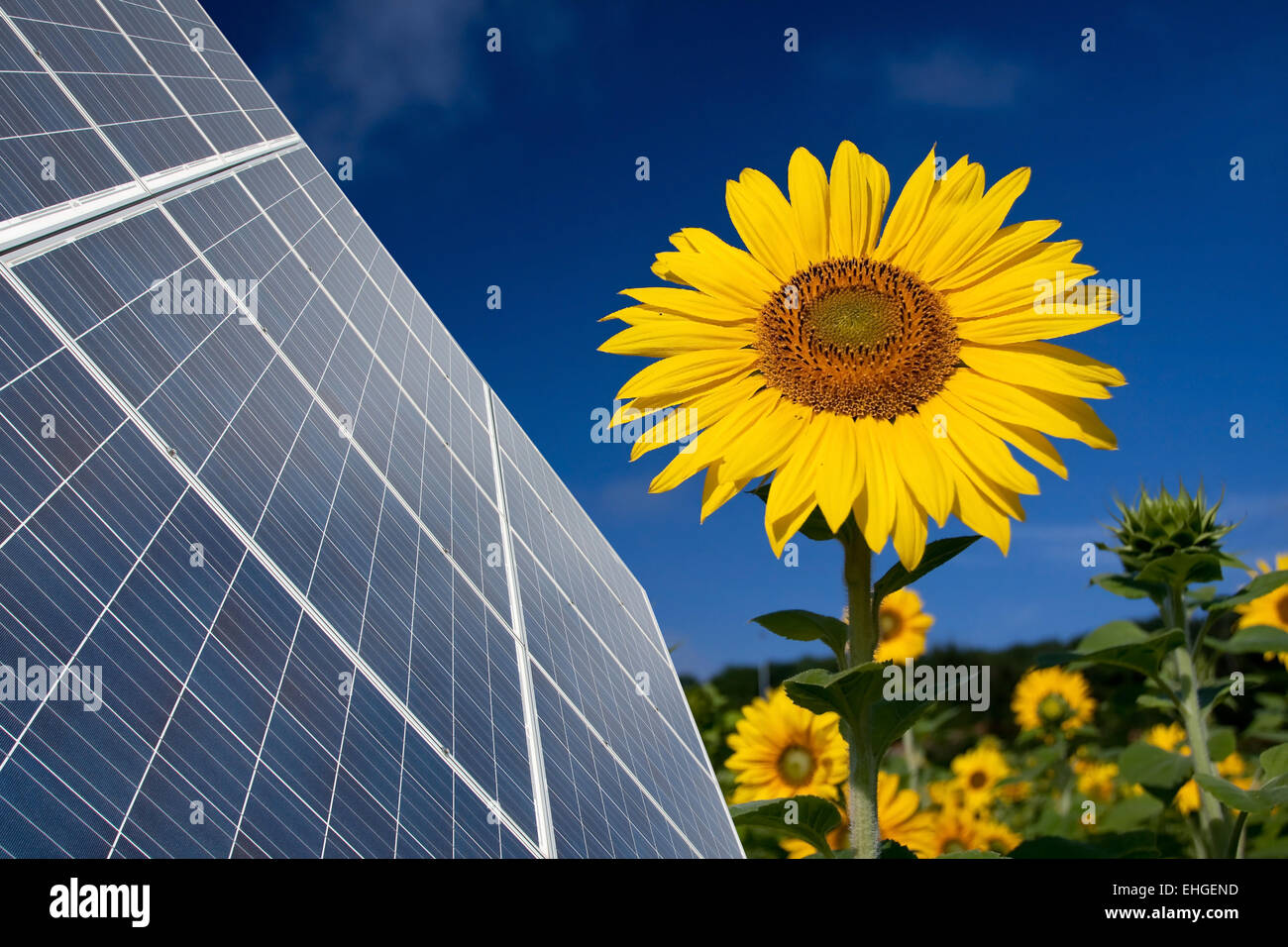 Sunflowers and solar panel Stock Photo