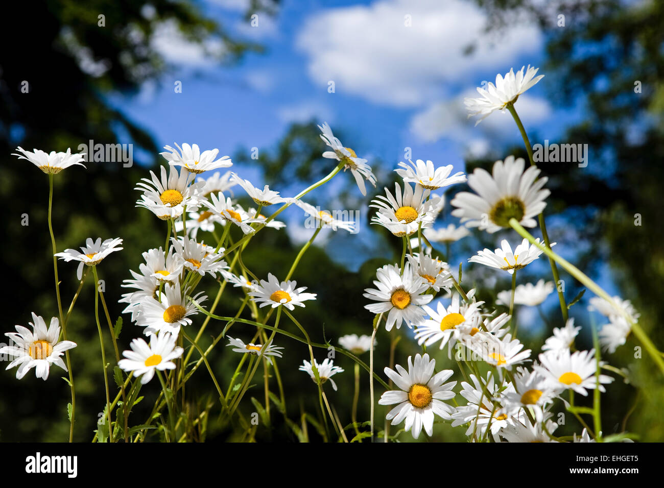 daisy flowers in summer Stock Photo Alamy
