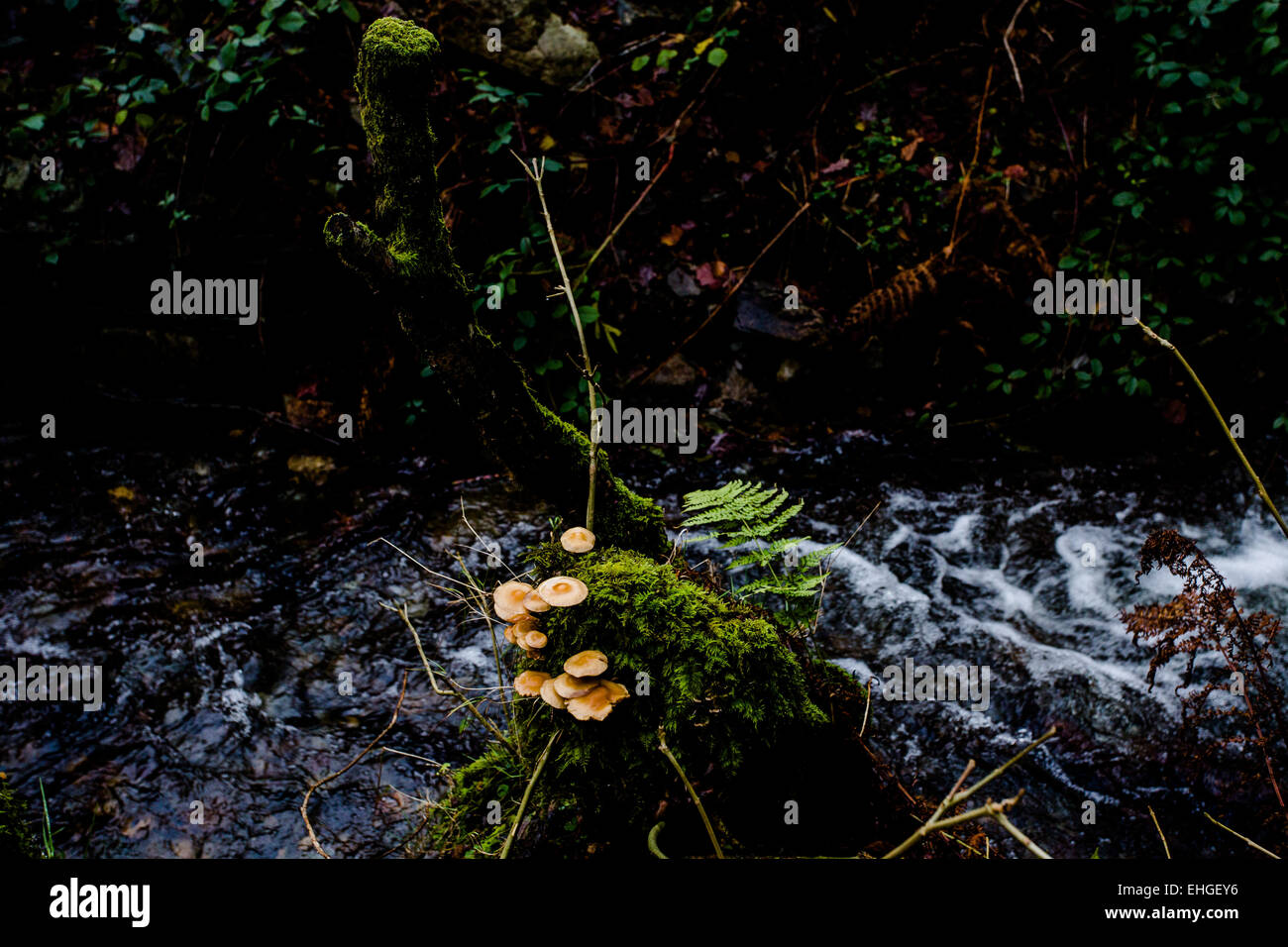 Woodland floor brown mushroom hi-res stock photography and images - Alamy