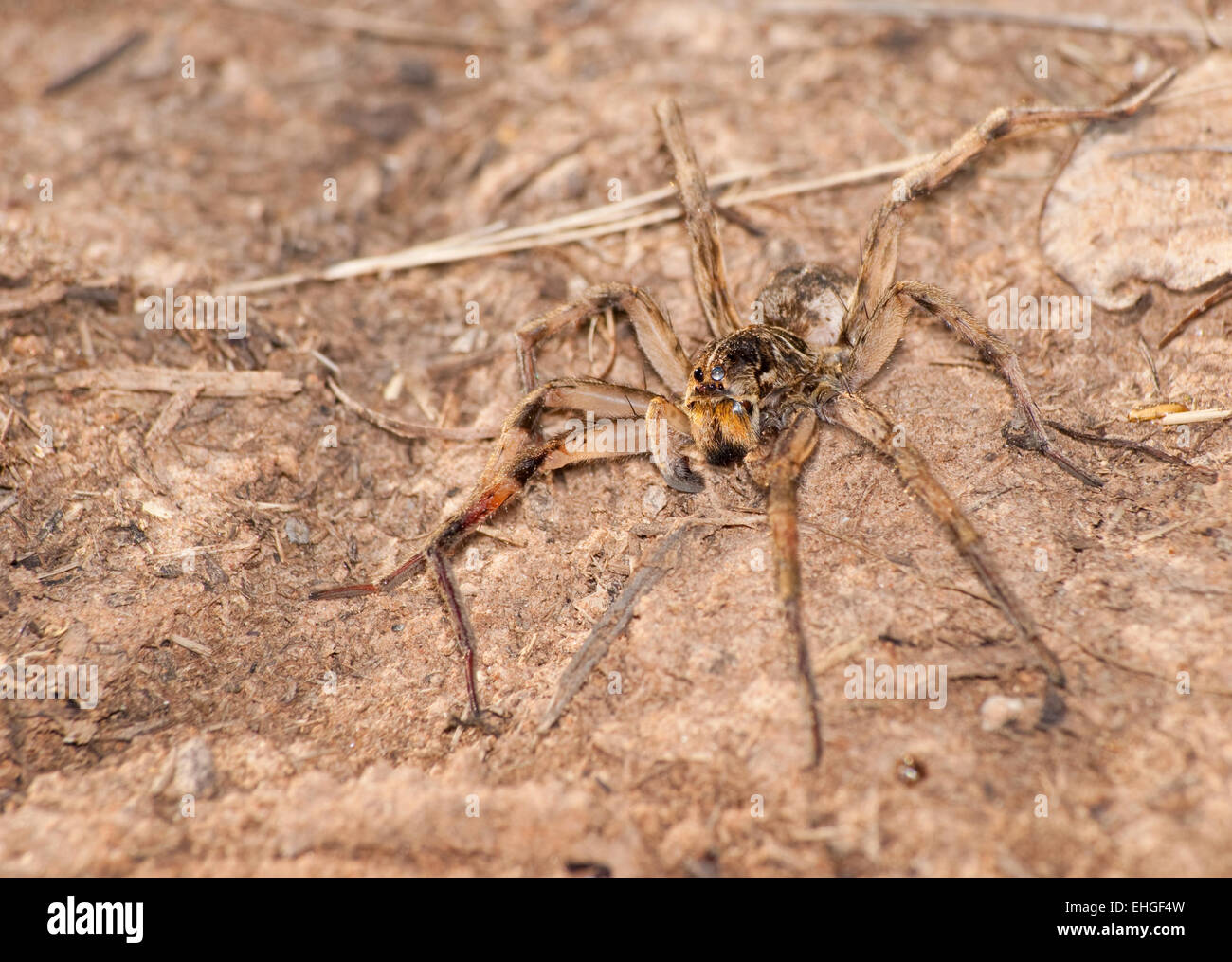 Burrowing Wolf Spider, Geolycosa, in its natural environment Stock Photo