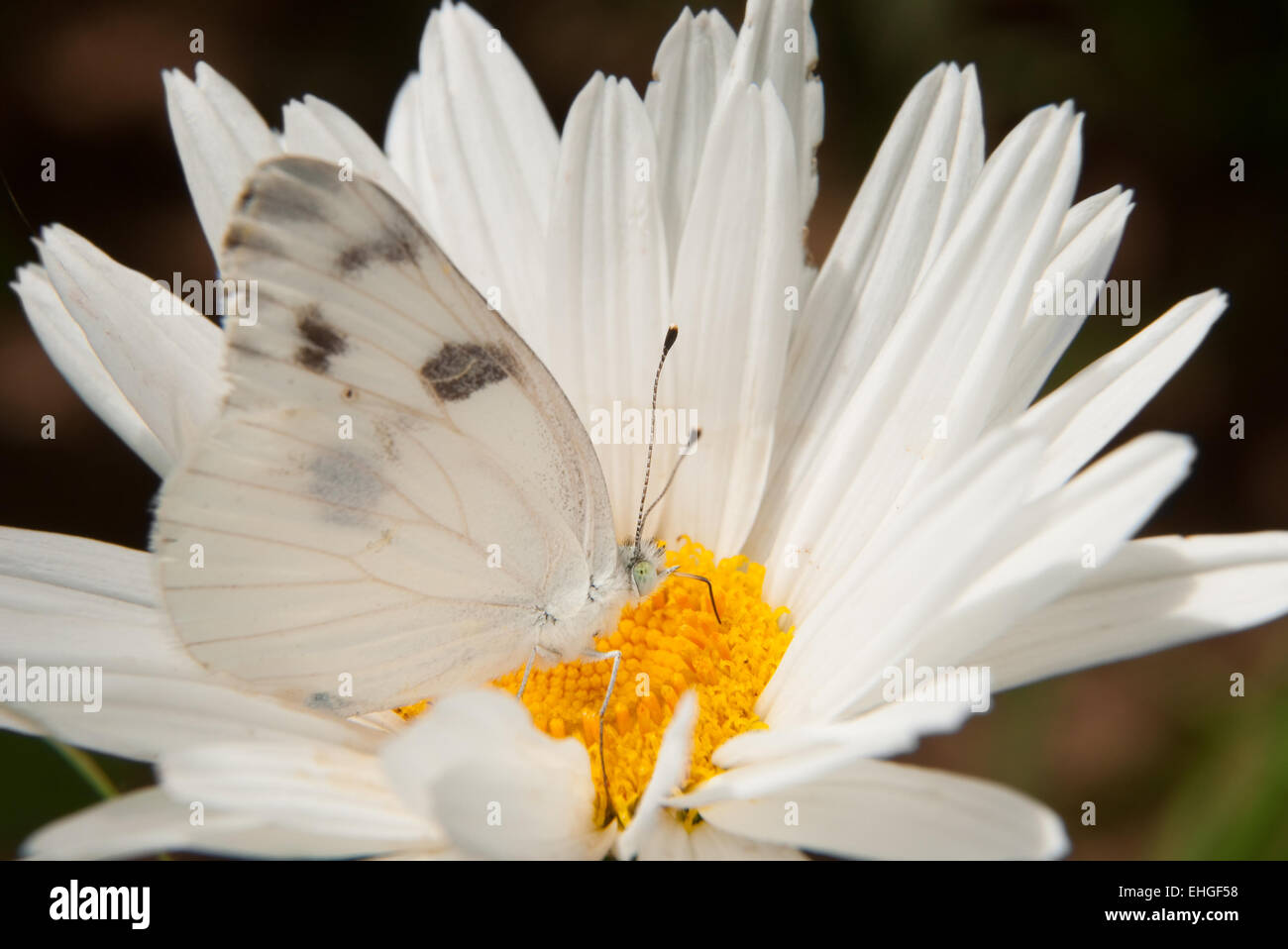 Checkered White Butterfly camouflaged on white Shasta Daisy flower Stock Photo
