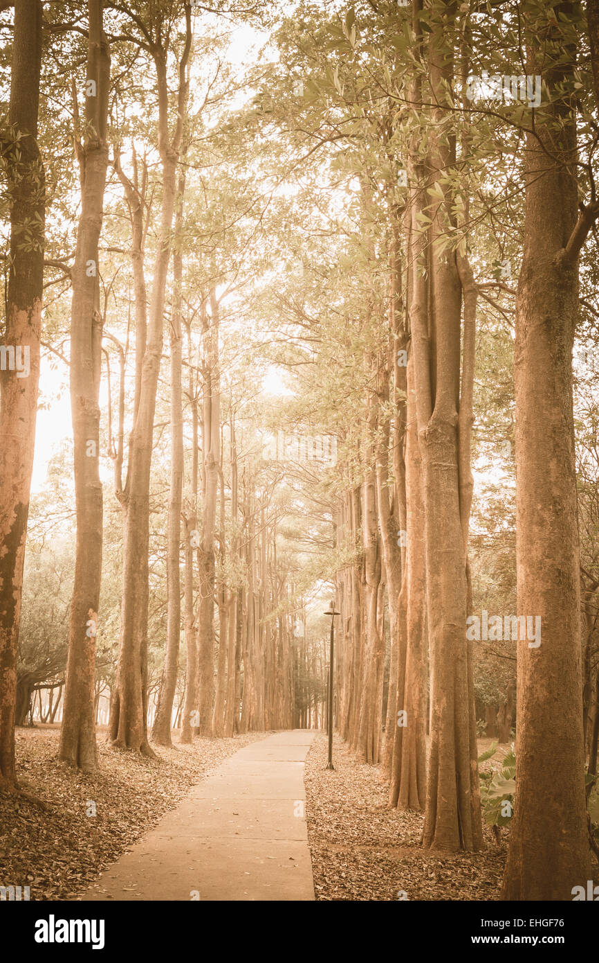 path in the park Stock Photo - Alamy