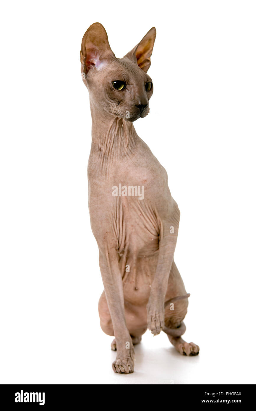 Don Sphynx on isolated white Stock Photo - Alamy