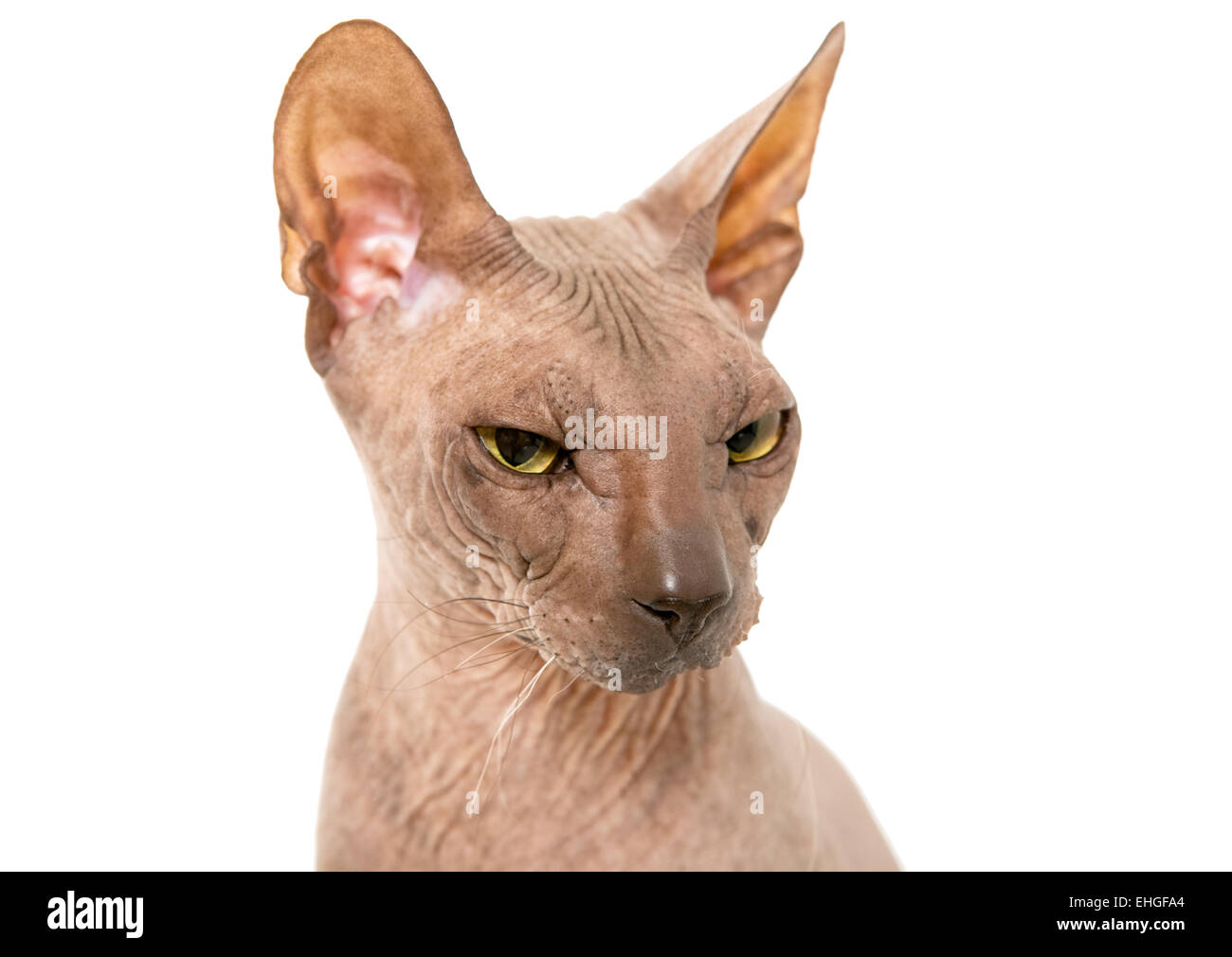 Don Sphynx on isolated white Stock Photo - Alamy