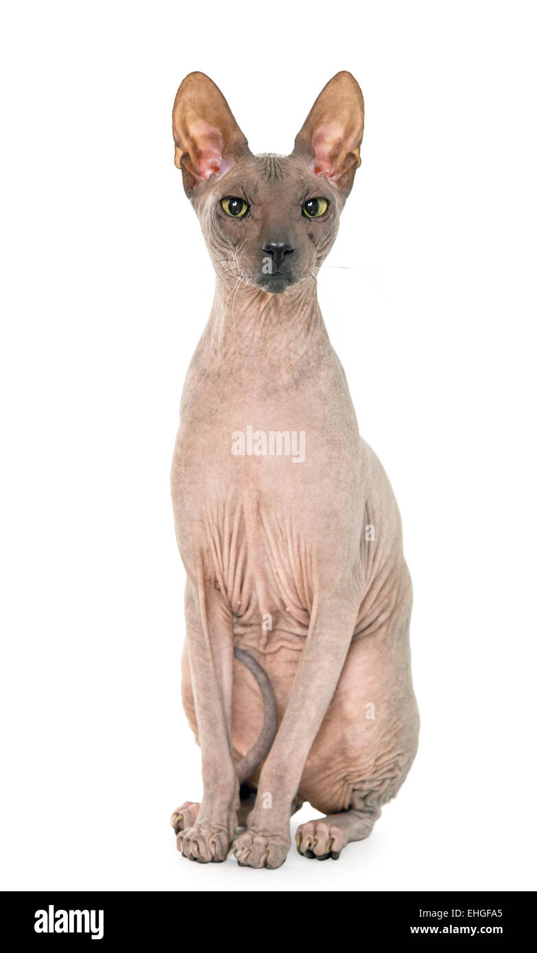 Don Sphynx on isolated white Stock Photo - Alamy