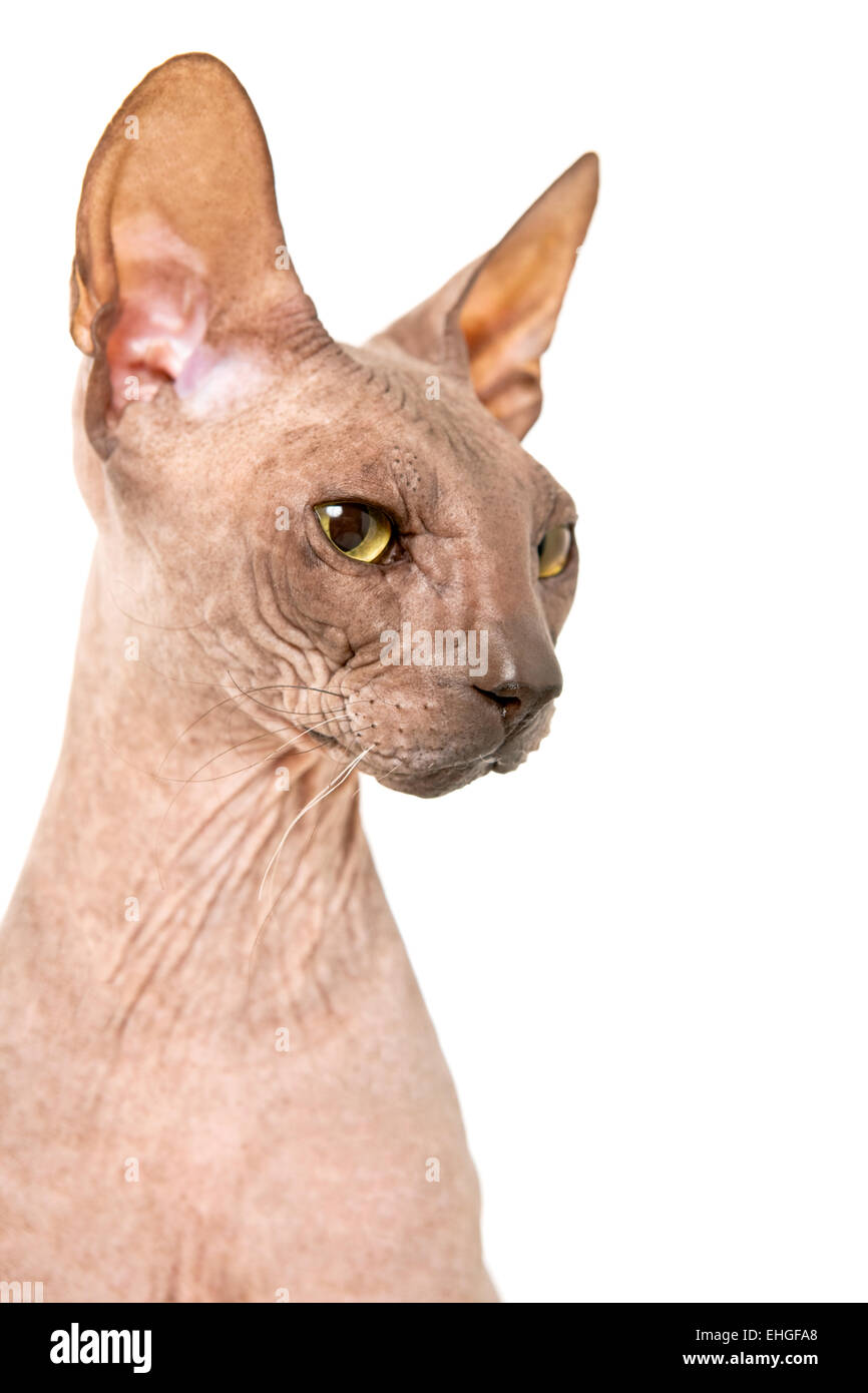 Don Sphynx on isolated white Stock Photo - Alamy