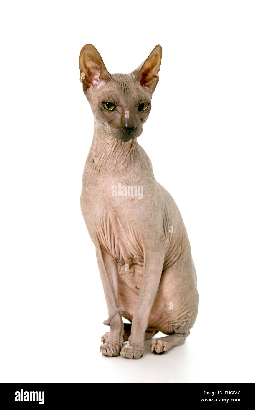 Don Sphynx on isolated white Stock Photo - Alamy