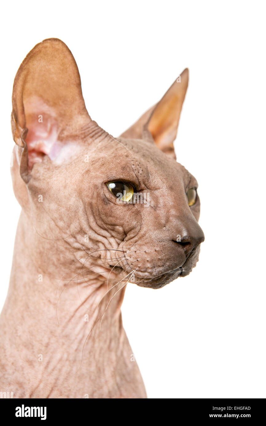 Don Sphynx on isolated white Stock Photo - Alamy