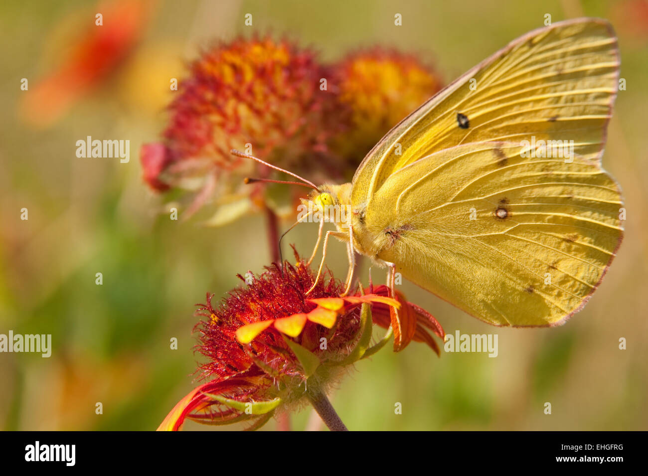 Clouded Sulphur butterfly on an Indian Blanket flower Stock Photo Alamy
