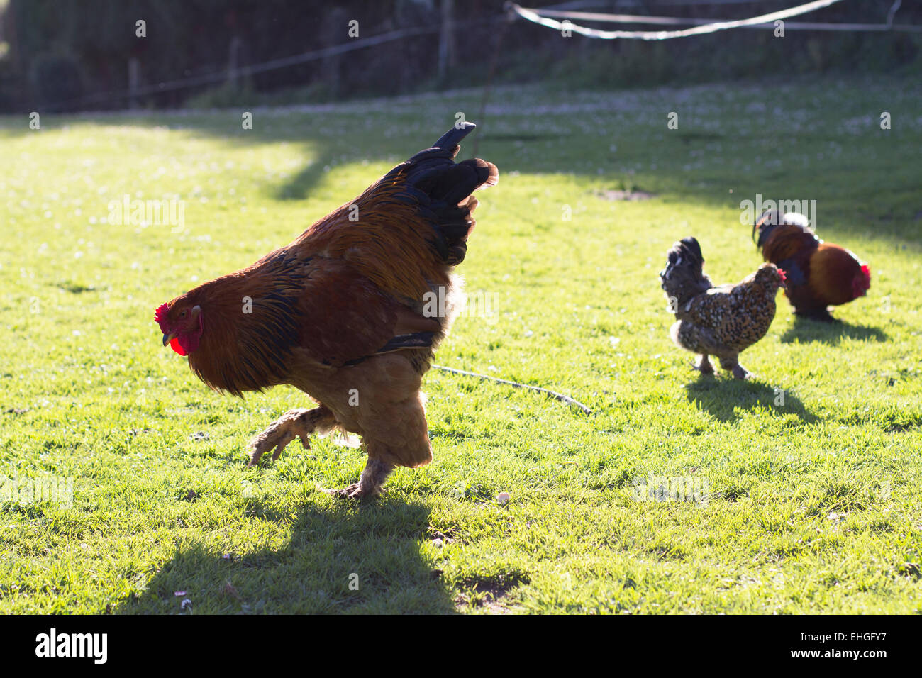 Rooster and hens Stock Photo Alamy