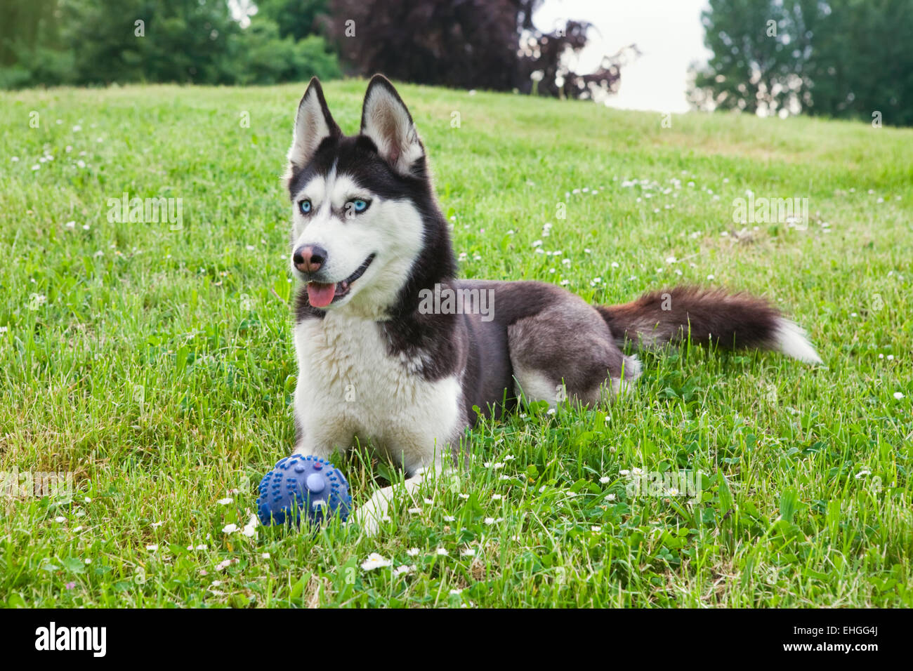 Siberian husky outdoor Stock Photo